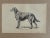 Up for sale is this charming antique dog print from a veterinary guide published in the 1890s and illustrating breed...
