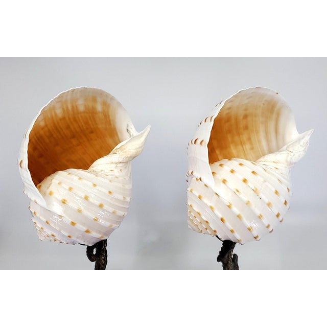 Sculpture Pair Antique Shells For Sale - Image 11 of 14