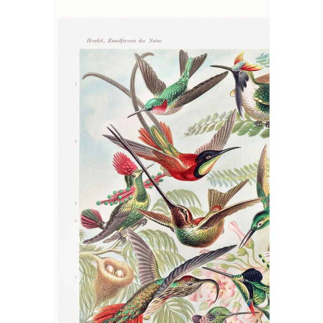 Paper Hummingbirds Vintage Art Print Reproduction, Natural History Bird Artwork, 32" X 48" For Sale - Image 7 of 10