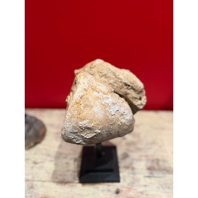 French Fossiled Shell Petrified Stone For Sale - Image 3 of 4