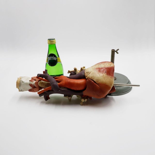 Brown Heart Anatomical Model Life Size For Sale - Image 8 of 18