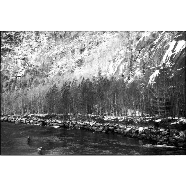 Paul Cooklin, Birches, Mostraumen Fjord, Bergen, Norway, Edition of 50 For Sale - Image 4 of 4