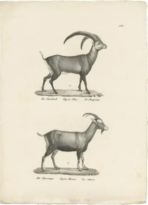 Schinz, Illustration of an Ibex and Domestic Goat, 1830, Print