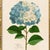 Contemporary Reproduction Framed Blue Hydrangea Giclee Print I For Sale - Image 3 of 4