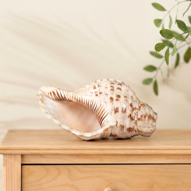 1960s Sacred Indian Temple Shankh | 8" Natural White Conch Shell for Yoga Altar Decor | Spiritual Meditation Gift | Unique Coastal Home Accent For Sale - Image 5 of 6