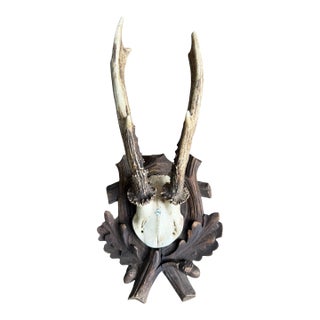 1910s Roe Deer Trophy 118 Black Forest Antlers For Sale