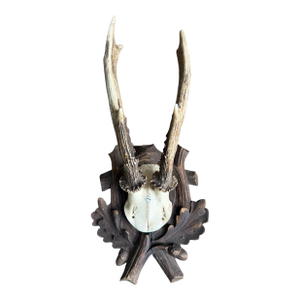 1910s Roe Deer Trophy 118 Black Forest Antlers