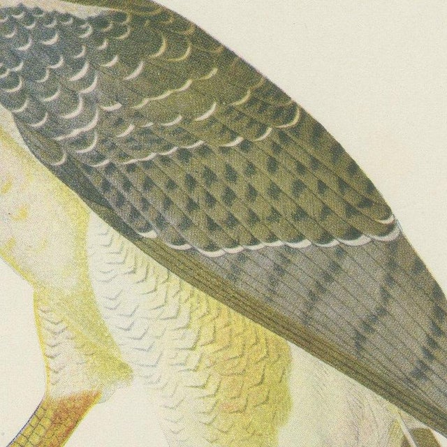 Descourtilz, Harpy Eagle, Brazilian Bird Print, 1944, Paper For Sale - Image 4 of 12