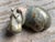 Carved Stone Hippopotamus Group, Zimbabwe, Set of Three For Sale - Image 4 of 13