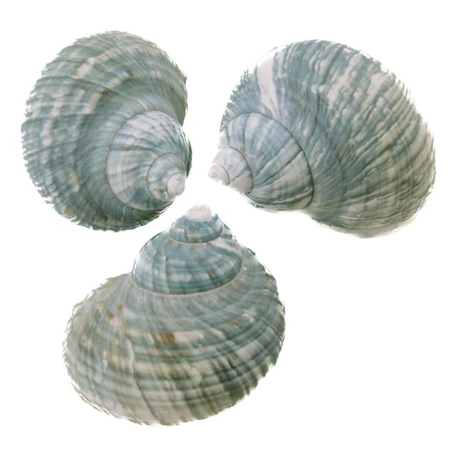 Aqua Green Blue Turbo Shells – Set of 3 For Sale