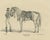 G. Ebner, Arabian Horse Vezier with Groom, Stuttgart 1846, Paper Lithograph For Sale - Image 3 of 9