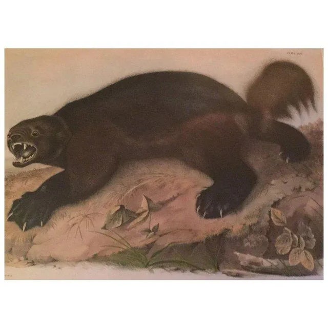 Antique 19th Century John James Audubon Large Folio Hand Colored Lithograph Wolverine Philadelphia 1843 Plate 26 For Sale - Image 10 of 10