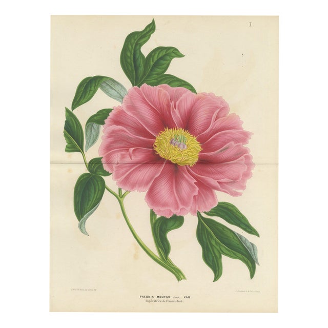 L. Stroobant, Tree Peony Empress of France, Paeonia Mountain, 1858, Chromolithograph For Sale