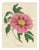 L. Stroobant, Tree Peony Empress of France, Paeonia Mountain, 1858, Chromolithograph For Sale