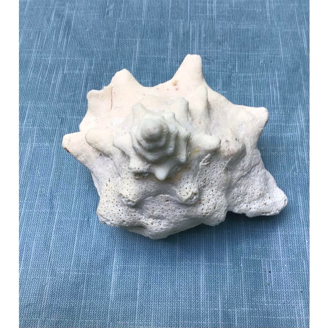 Natural History Collectors Large Bahamian Sea Shell Specimens For Sale - Image 12 of 12