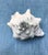 Natural History Collectors Large Bahamian Sea Shell Specimens For Sale - Image 12 of 12