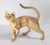 We are selling this charming cat sculpture or figure. This figure appears to be made out of molded composite or ceramic....