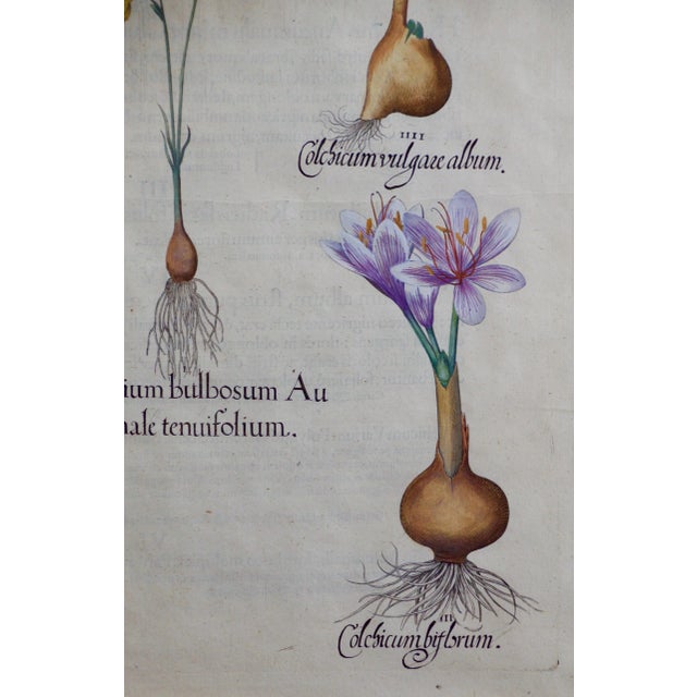 A hand-colored copperplate engraving entitled "Leucoium bulbosum autumnale tenufolium (Autumn Snowflake); Colchicum...
