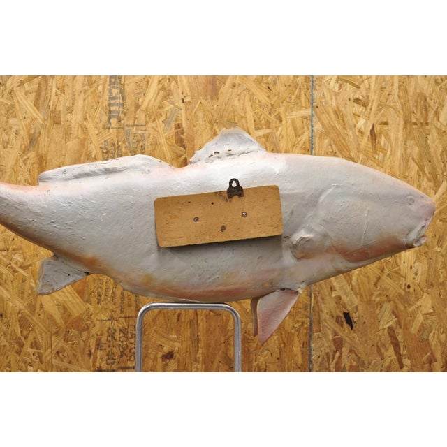 Vintage Large Red Drum Full Wall Mount Taxidermy Redfish Fish Replica For Sale - Image 10 of 12
