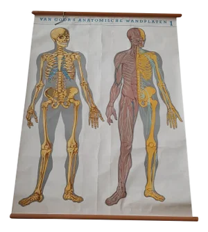 Large Medical Prints by Van Goor, 1930, Set of 2
