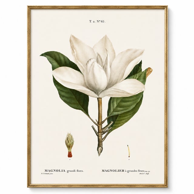 Southern Magnolia, Redouté Botanical Print, 40" X 60" For Sale In Buffalo - Image 6 of 9