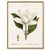 Southern Magnolia, Redouté Botanical Print, 40" X 60" For Sale In Buffalo - Image 6 of 9