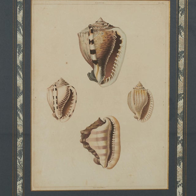 Traditional Set of Eight Antique Hand Colored Seashell Prints For Sale - Image 3 of 18
