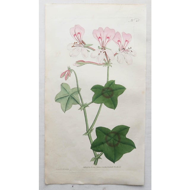 After Sowerby, Botanical Prints, 1793, Lithograph, Set of 12 For Sale - Image 11 of 14