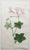 After Sowerby, Botanical Prints, 1793, Lithograph, Set of 12 For Sale - Image 11 of 14