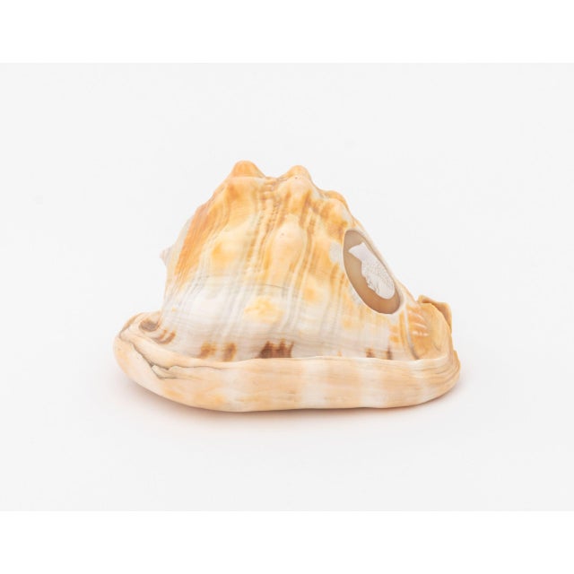 19th Century Victorian Cameo Carved Conch Shell, 19th C. For Sale - Image 5 of 8