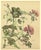 1903 Antique French Botanical Chromolithograph- GERANIUM-Documentation For Sale - Image 4 of 5
