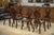 Brown Vintage Monastery Chairs, 1950s, Set of 8 For Sale - Image 8 of 12