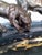 Early 20th Century Austrian Art Deco Bronze Big Cat Double Inkwell Desk Set on Black Veined Marble For Sale - Image 5 of 7