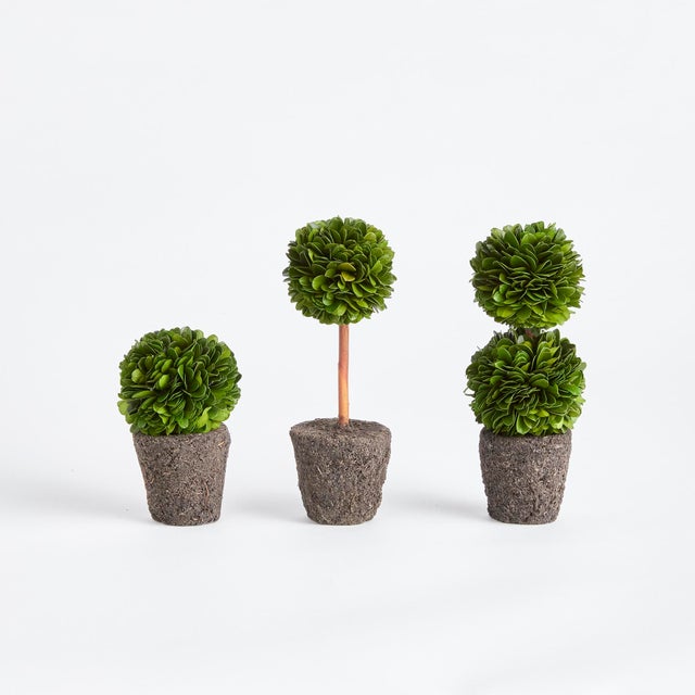 Introducing a novel idea, real English boxwoods with their own standard root ball, ready to drop in to your favorite...