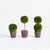 Introducing a novel idea, real English boxwoods with their own standard root ball, ready to drop in to your favorite...