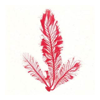 Bradbury Seaweeds 10, Unframed Artwork For Sale