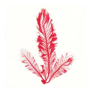 Bradbury Seaweeds 10, Unframed Artwork