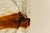 Cristal & Amber Quilt Wall Lamps by Toni Zuccheri for Venini, Italy, 1970s, Set of 3 For Sale - Image 12 of 14
