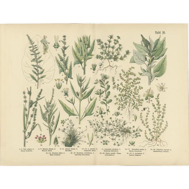 Antique Botanical Charts of German Wildflowers, Stuttgart, 1885, Set of 6 For Sale - Image 6 of 9