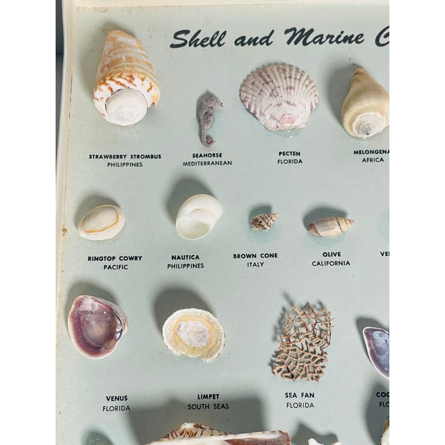 Shell Vintage Sea Shell Collection Marine Specimens For Sale - Image 7 of 9