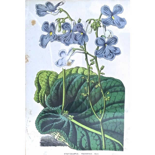 Antique Framed Floral & Leaf Botanical Engraving For Sale - Image 4 of 7