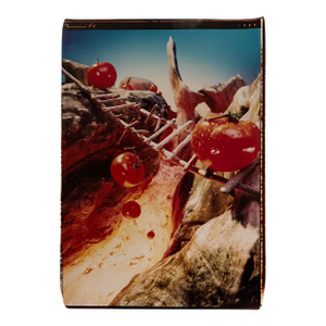 1999 Pop Art Tomatoes Color Photograph