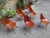 Chairs by Vittorio Nobili for Medea, 1950s, Set of 6 For Sale - Image 13 of 14