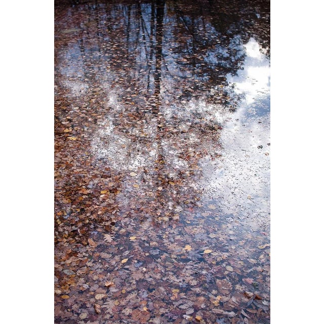 Contemporary Forest Landscape Photography Print, 'Autumn Detritus' 30 X 45" Fine Art Photograph For Sale