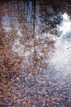 Contemporary Forest Landscape Photography Print, 'Autumn Detritus' 30 X 45" Fine Art Photograph