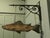 Fish Trade Sign, Rainbow Trout, Fishing Bait and Equipment This is an lovely old trade sign, the sign has a colourful...