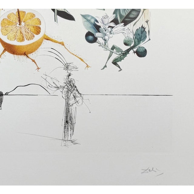 Surrealism 1960s Dali FlorDali/Les Fruits Grapefruit Hand Signed Numbered Etching Surreal Art For Sale - Image 3 of 4
