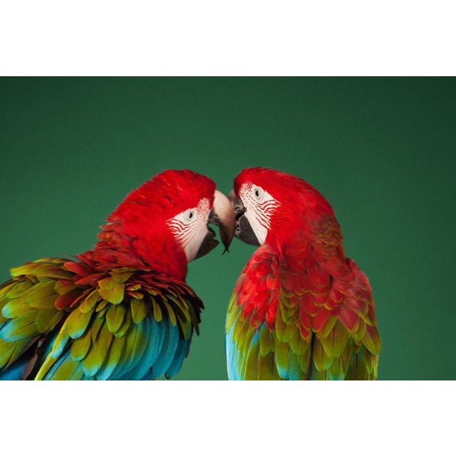 Tim Platt, Macaw #2, Photographic Fine Art Print, 2013 For Sale - Image 7 of 9
