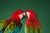 Tim Platt, Macaw #2, Photographic Fine Art Print, 2013 For Sale - Image 7 of 9