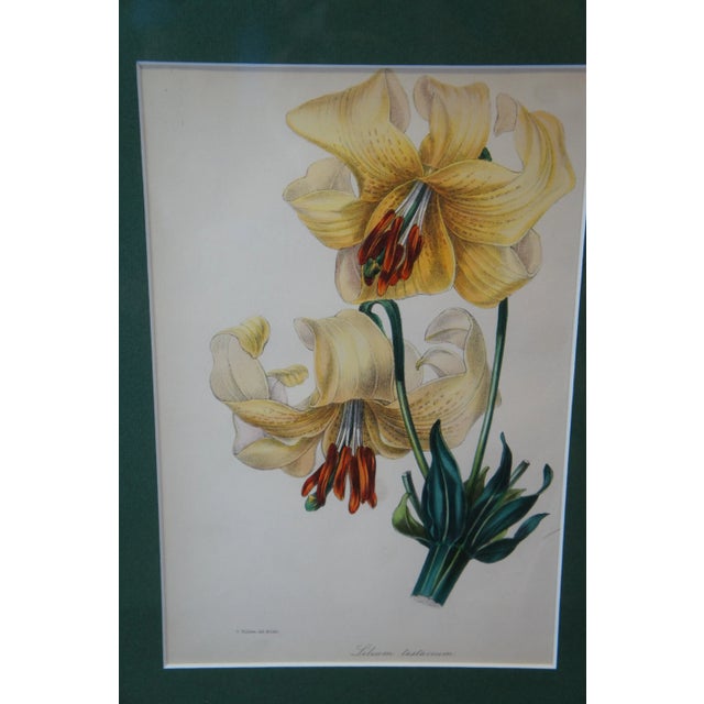 Set of 2 Antique Hand Colored Botanical Lithographs Evergreen Perennial & Hybrid Lily For Sale - Image 4 of 10